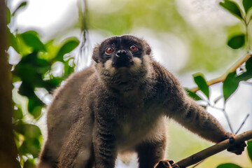 Brown lemur perched on a tree branch in the rainforest © Emad Aljumah