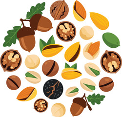 Nuts cartoon set. Organic mix collection in round shape. Walnut pistachio almond acorn hazelnut macadamia and chestnut vector for food illustration, healthy snack element. © IVY QUEEN