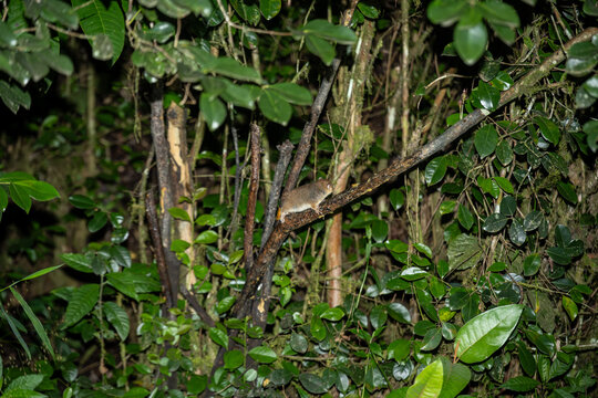 Brown mouse lemur on a tree branch in Ranomafana National Park