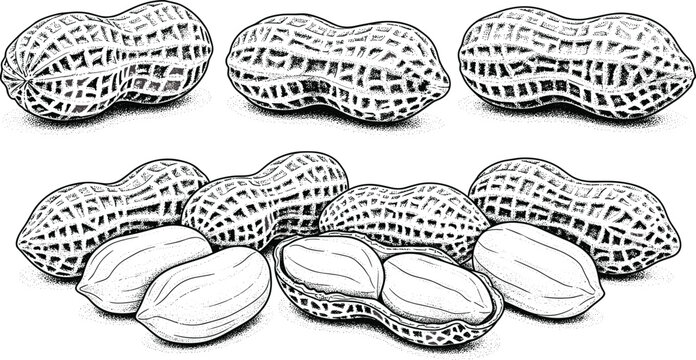 Peanut vintage sketch set. Detailed hand drawn peanuts in shell and kernels. Organic nut vector for oil packaging, coloring book healthy food element.