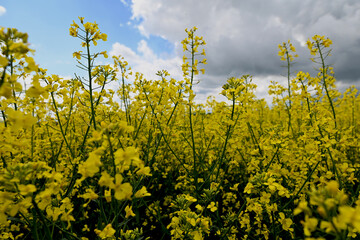 Obraz premium Close-up of a rapeseed field. Rapeseed oil advertisement