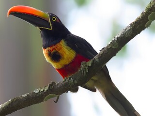 Fototapeta premium Fiery-billed Aracari