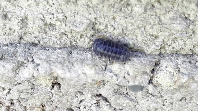 A woodlouse crawls along a stone wall early in the morning in the shade. Mallorca, Spain.