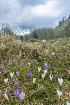 Landscape near Sella di Razzo and Sella di Rioda pass, Carnic Alps, Friuli-Venezia Giulia, Italy