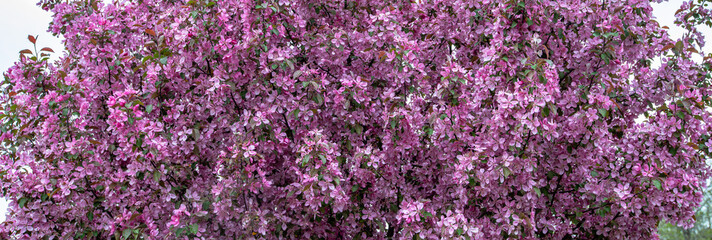 Blossoming crabapple tree in a Wisconsin spring © mtatman
