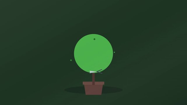 flat style boxwood shrub tree pruning on green