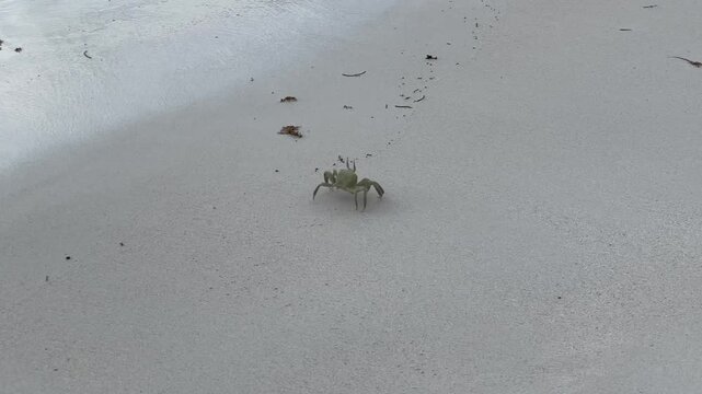 A large green crab on the white sand at Anse Georgette Beach, Seychelles