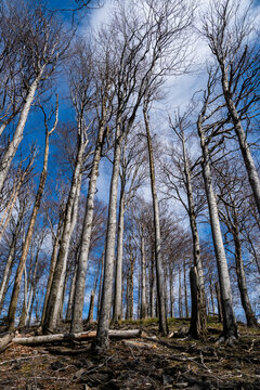 Buchenwald im Fr&uuml;hling auf dem Gro&szlig;en Himpelsberg, Kamzič&iacute; vrch, bei Chřibsk&aacute; in Tschechien 1