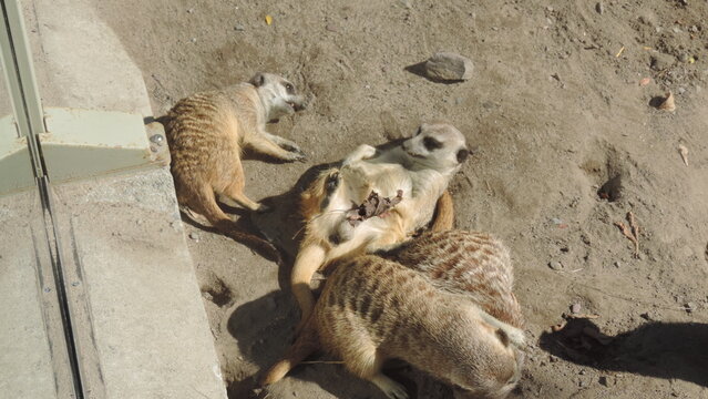 suricates