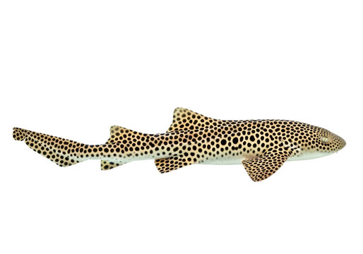 Leopard shark isolated on transparent background