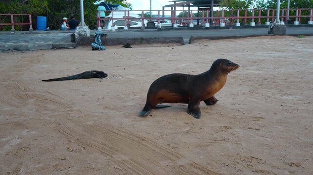 Adorable Galapagos sealion walks by the sandy beach. Black iguanas lie nearby. Isabel Island, Galapagos.