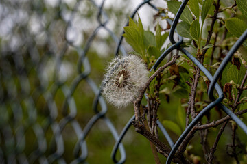 Mniszek pospolity Taraxacum officinale © FotoJoker