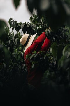 Colombian coffee farmer in red shirt and straw hat harvesting beans by hand in plantation, Jard&iacute;n Colombia