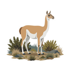 Fototapeta premium Guanaco standing in rocky terrain with sparse vegetation