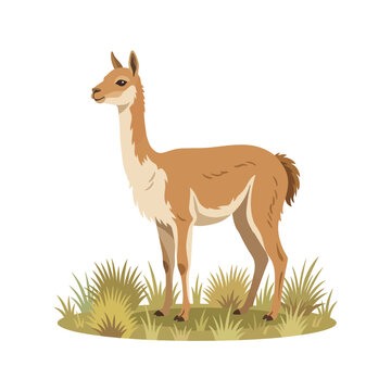 Guanaco Standing in Grassy Field