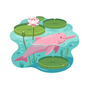 Pink river dolphin swims among lily pads and lotus flowers in clear water
