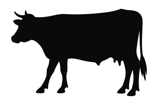 Black silhouette of cow in profile against white . Clean minimalist design with strong contrast. For agricultural branding, farm logos, and livestock industry graphics.
