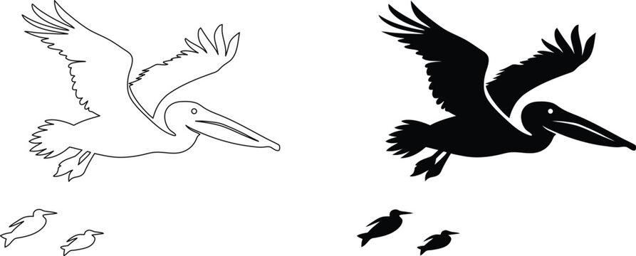 Pelican bird flying in sky line art and silhouette design in vector format.