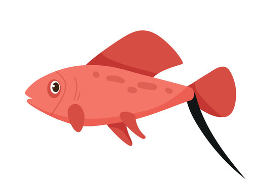 Cute cartoon vector illustration of a red fish with a long black whiptail fin. Exotic marine character isolated on white background.