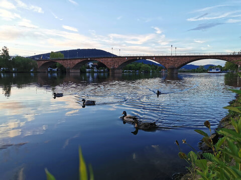 Enten schwimmen im Main vor der Mainbr&uuml;cke in der Stadt Miltenberg 
