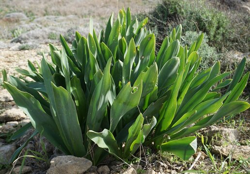 Close up of the green leaves of a Drimia maritima plant (sea squill, sea onion, or maritime squill) blooming in a dry and rocky Mediterranean coast landscape in Cyprus