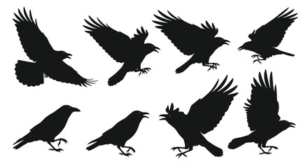 Obraz premium A set of black silhouettes of crows or ravens in various poses, including flying, landing, and standing, perfect for gothic or wildlife themes.