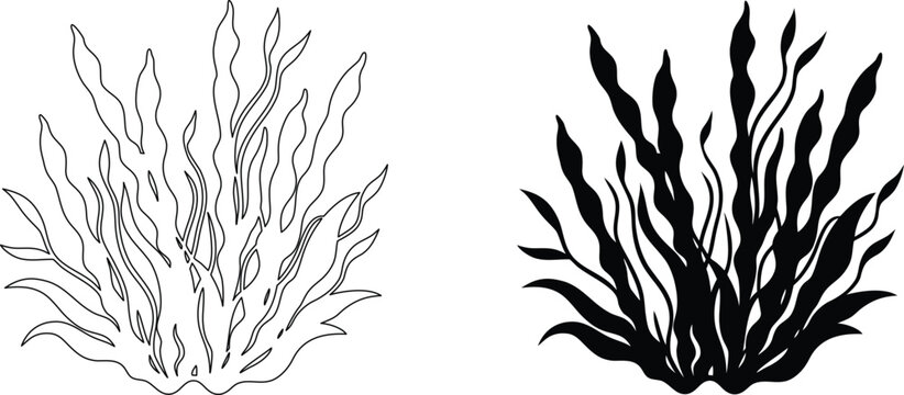 Black silhouette and outline of seaweed icon. simple sketch isolated on transparent background.
