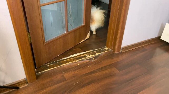 Pomeranian dog damaging and chewing door