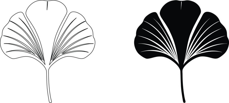 Ginkgo leaf outline and silhouette illustration vector art graphic design.