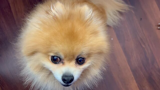 Cute pomeranian spitz dog looking up at camera