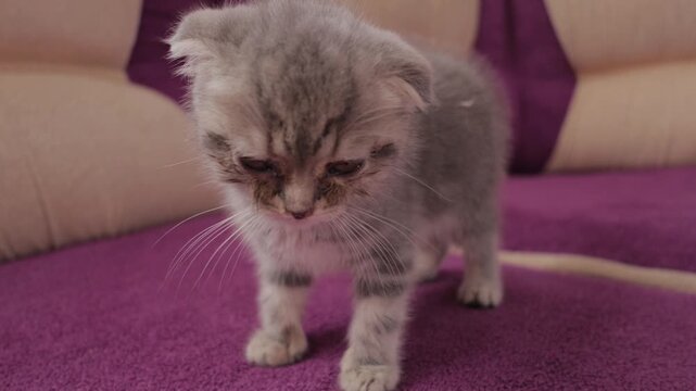 This high-quality 4K video captures a close-up shot of a sick Scottish Fold kitten standing on a purple sofa. The adorable grey tabby kitty exhibits noticeable watery eyes.