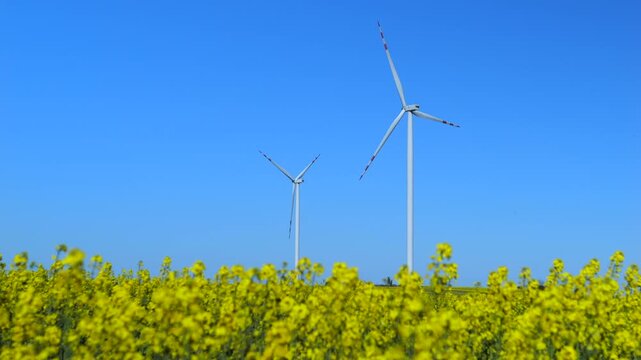 Two wind turbines spinning their blades to generate clean, renewable electricity in a beautiful yellow flowering rapeseed field against a clear blue sky on a sunny day in the countryside