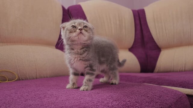 The adorable grey tabby kitty exhibits noticeable watery eyes and tear stains on its fur, indicating a potential medical condition or conjunctivitis.4K, Slow Motion, Handheld.The cat's eyes are sick.