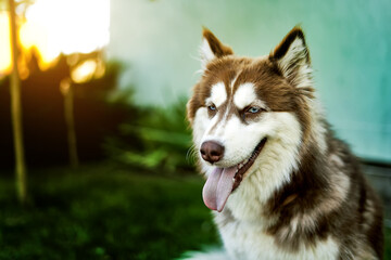 portrait of a red husky on the background of the evening sun © Polivan