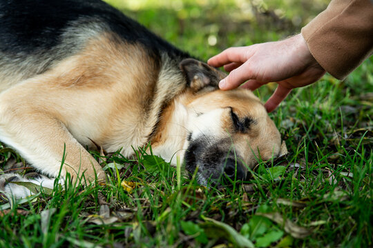 a man's hand strokes a lying sick dog