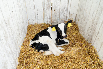 a young calf Lies in the straw on a farm. © Polivan