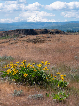 Mount Hood with Arrowleaf Balsamroot Wildflowers in Oregon. Snow-covered Mount Hood rising above dry grasslands and blooming arrowleaf balsamroot wildflowers in Oregon. 