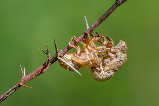 A close-up view of cicada shells, known scientifically as exuviae, reveals the intricate, translucent golden-brown exoskeletons left behind after a nymph molts into adulthood. Piyali Island, Sunderban