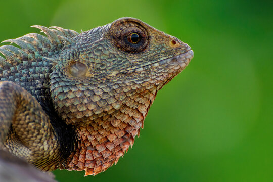 A beautiful close up view of an Oriental Garden Lizard (Calotes versicolor) in blurred background at Bankura, West Bengal, India