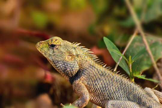 A beautiful close up view of an Oriental Garden Lizard (Calotes versicolor) in blurred background at Bankura, West Bengal, India