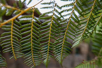 Tree ferns are giant pteridophytes reaching heights of twenty meters. These living fossils grow in tropical and subtropical rainforest environments for botanical study in nature. © HYOJIN