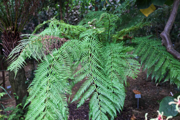 Tree ferns are giant pteridophytes reaching heights of twenty meters. These living fossils grow in tropical and subtropical rainforest environments for botanical study in nature. © HYOJIN