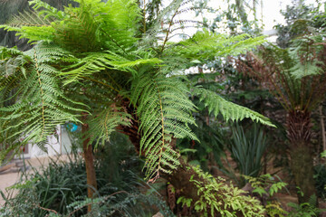 Tree ferns are giant pteridophytes reaching heights of twenty meters. These living fossils grow in tropical and subtropical rainforest environments for botanical study in nature. © HYOJIN