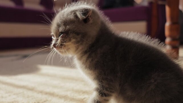 Veterinary concept showing a sick Scottish Fold cat with eye problem.Close-up of a domestic baby cat needing veterinary care for eyes.