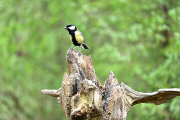 Great tit parus major © andreapestudio