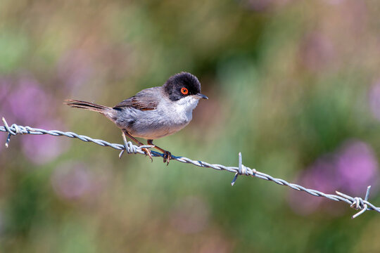 Sardinian Warbler perched on a barbed wire.