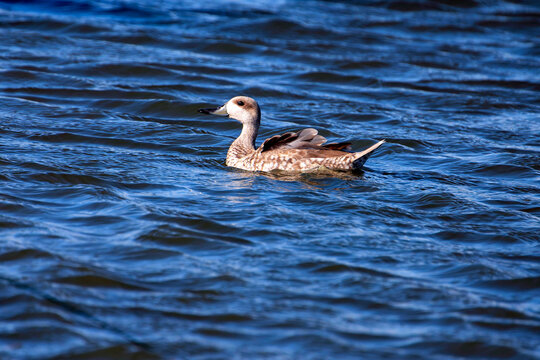 Marbled duck Swimming Across Deep Blue Water.