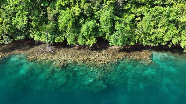 Shallow, fringing coral reefs thrive amid Palau's scenic Rock Islands. This extraordinarily beautiful island-nation is a popular destination for divers, snorkelers, kayakers, and World War II buffs. 