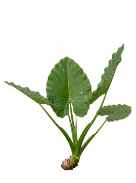 Taro plant with corm and large leaves isolated on a black background