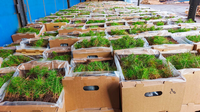 Green pine seedlings in boxes, prepared for planting and landscaping.